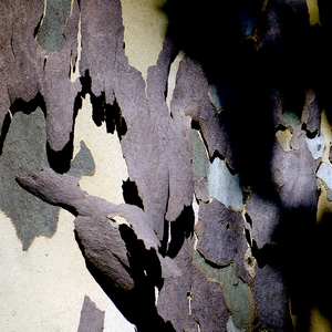 Jeu d'ombre avec des lamelles d'écorce en format paysage - France  - collection de photos clin d'oeil, catégorie clindoeil